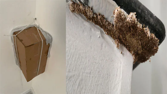 5 cách diệt mối tại nhà