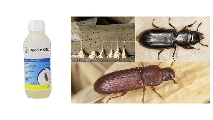 5 cách diệt mối tại nhà