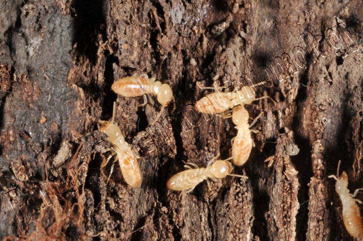 dịch-vụ-diệt-mối-uy-tín-giá-rẻ