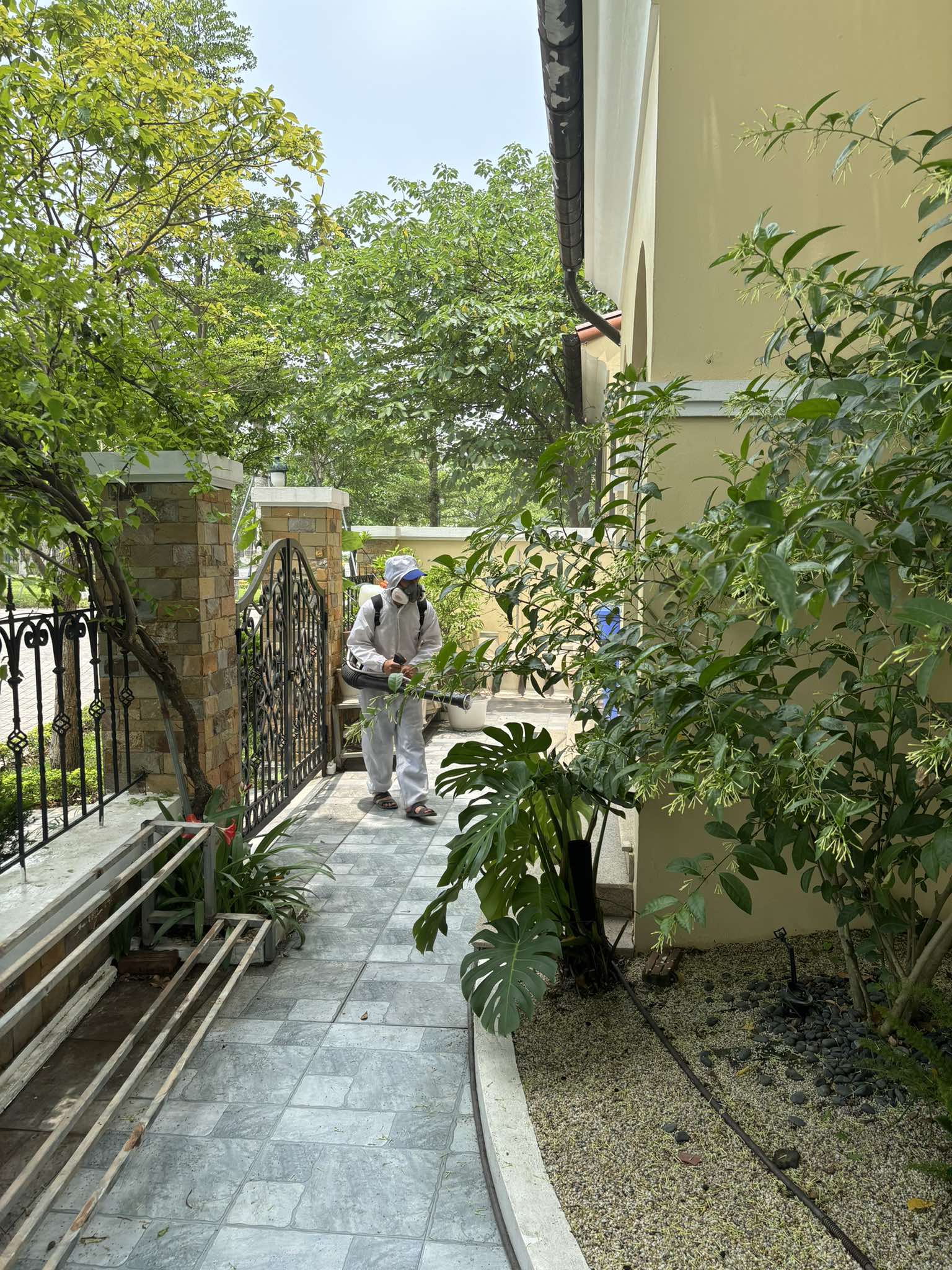 Phun tồn lưu tại các góc cây cối