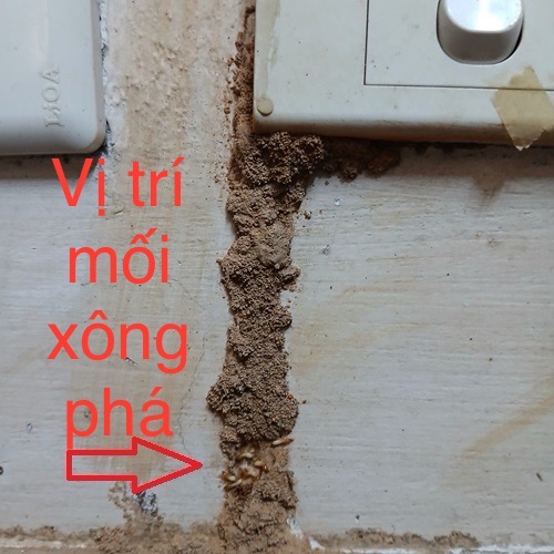 diệt-mối-mê-linh