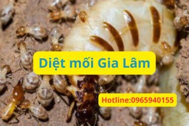 diet-moi-gia-lam