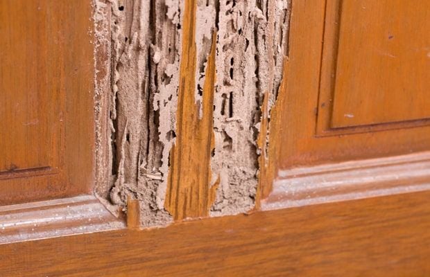 Gỗ hư hỏng do mối tại Bắc Ninh