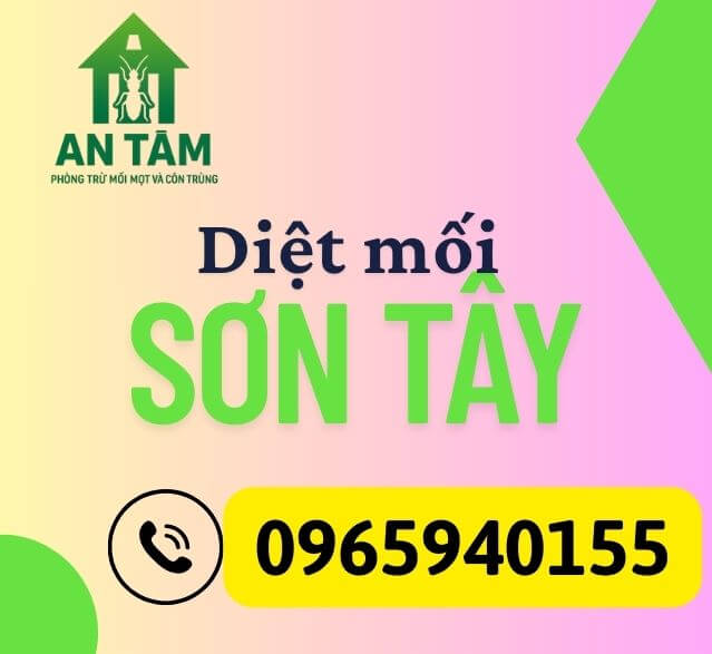 diệt mối sơn tây