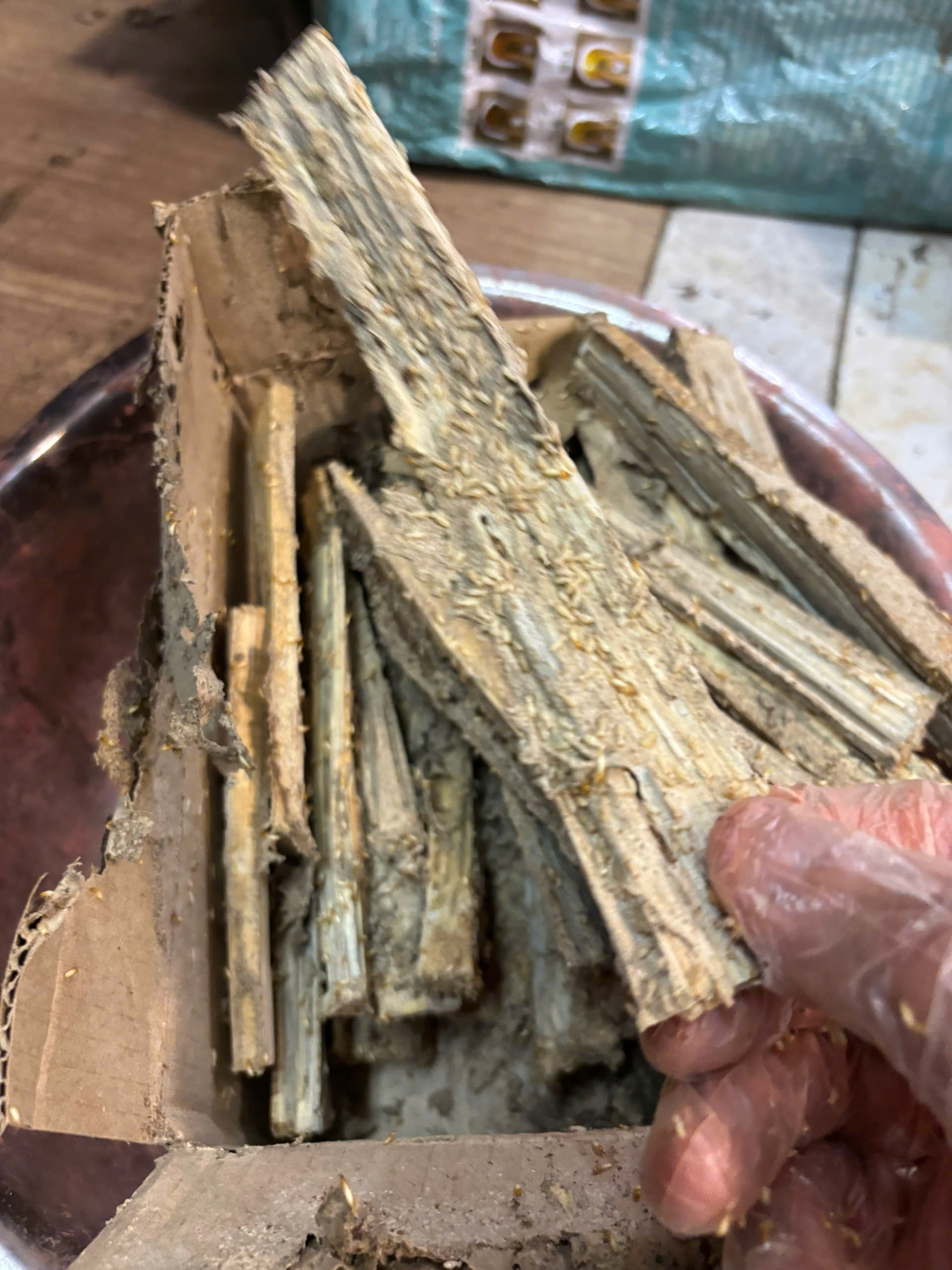 diệt-mối-sóc-sơn