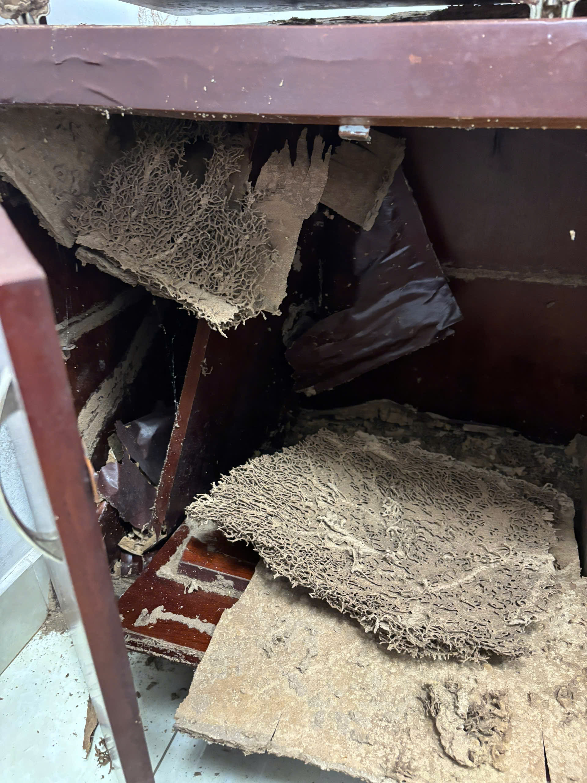 mối ăn phá tủ diệt mối thanh xuân