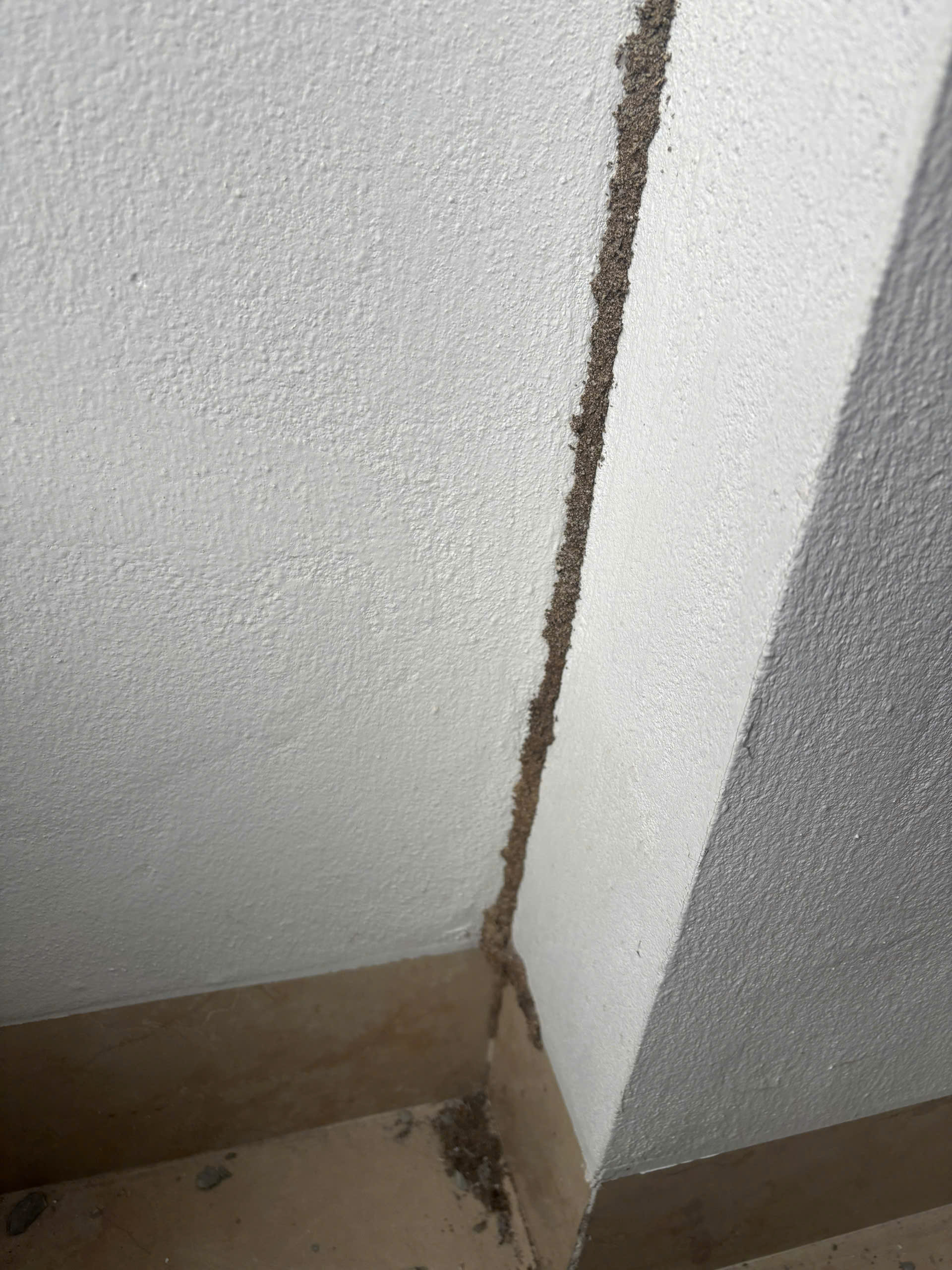 diệt mối tại cầu giấy