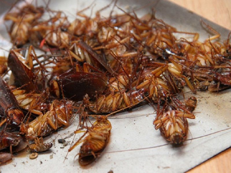 Phun thuốc diệt gián