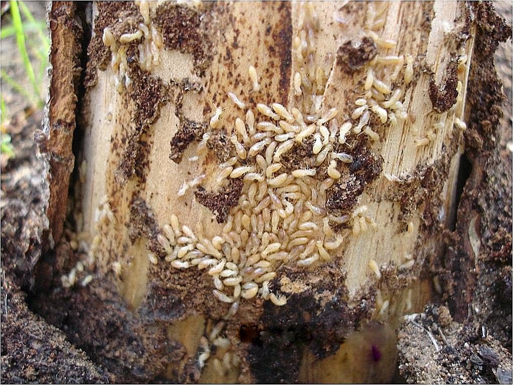 diệt-mối-từ sơn