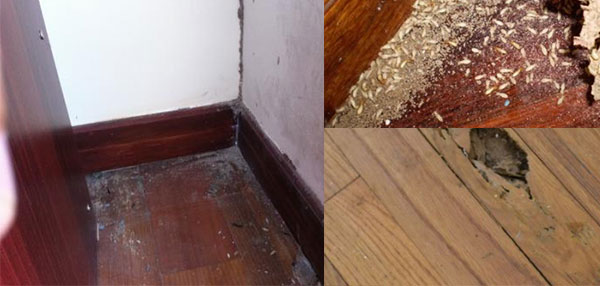 diệt-mối-tại-phường-mỹ-đình