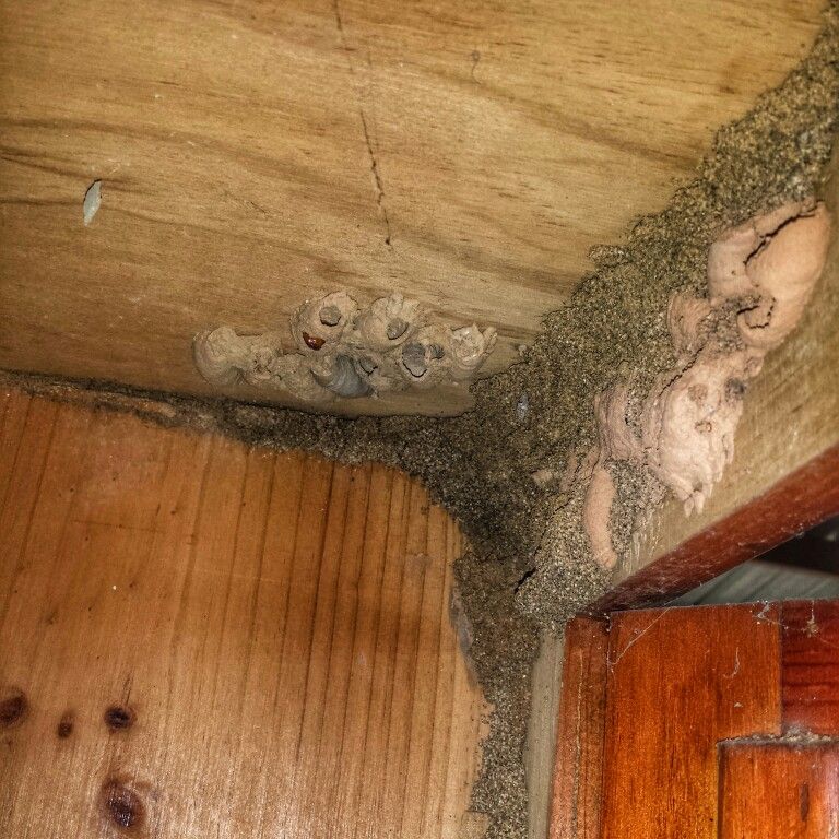 diệt mối phú lương hà đông