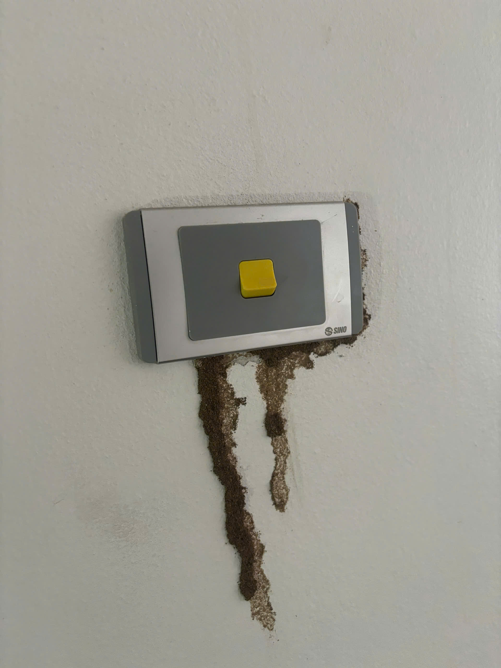 cách diệt mối tại nhà