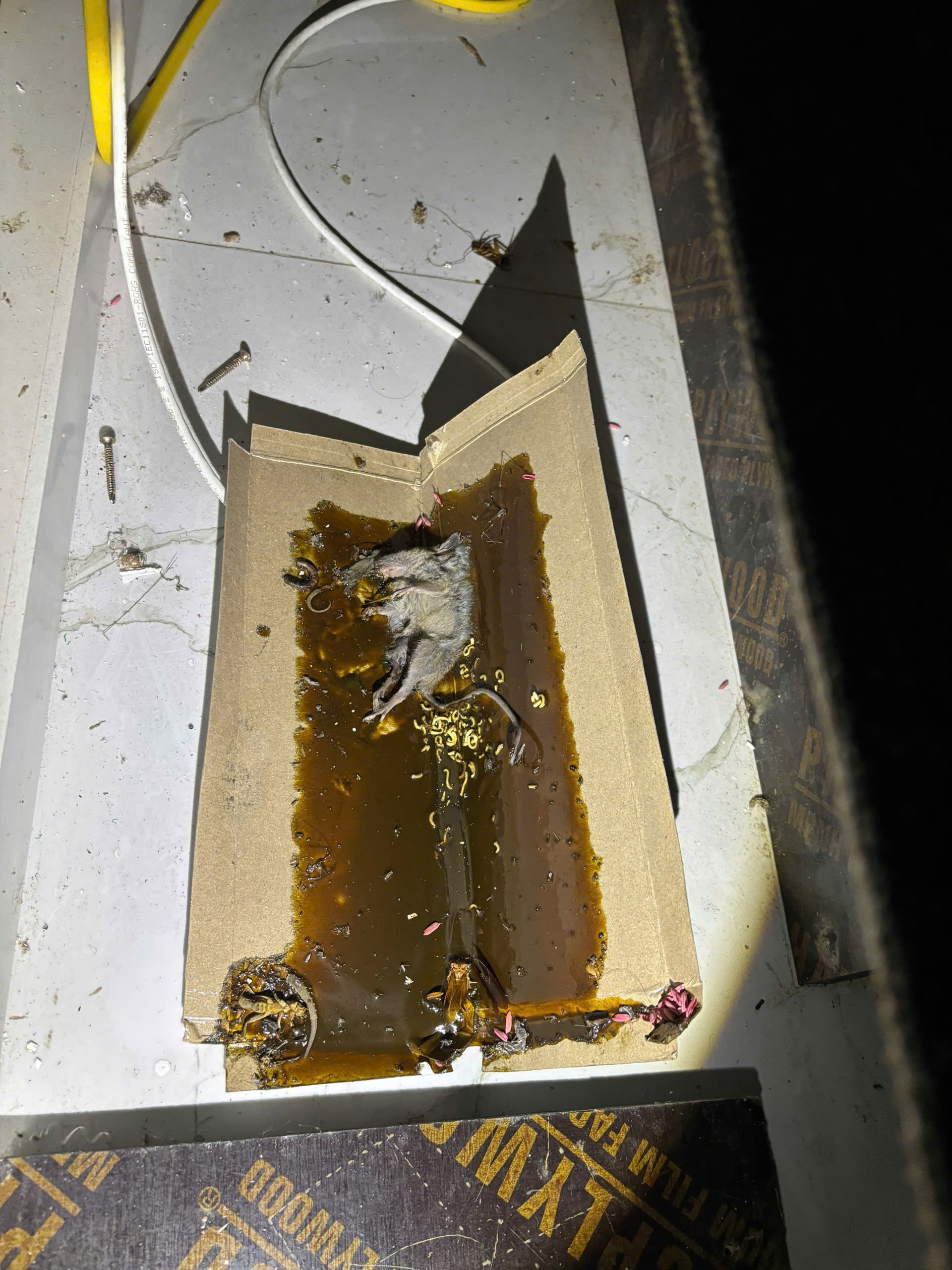 dịch vụ tìm xác chuột chết 0965940155