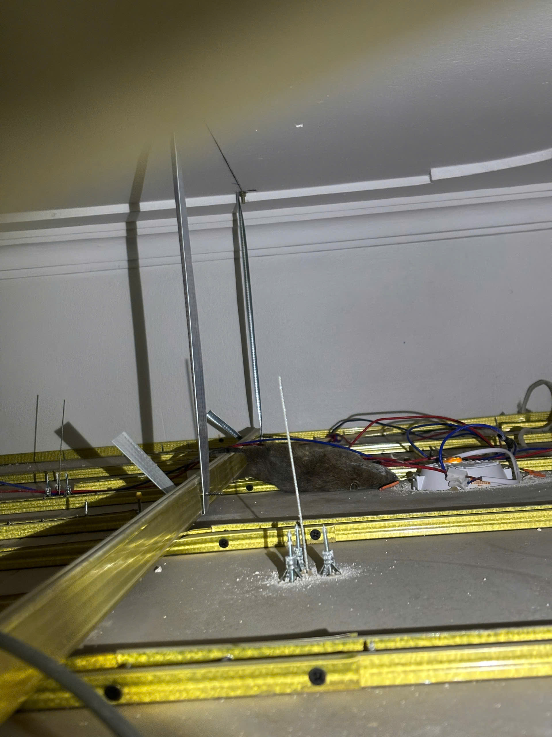 dịch vụ tìm xác chuột chết tại hà nội