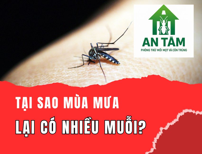 Phun côn trùng vĩnh phúc