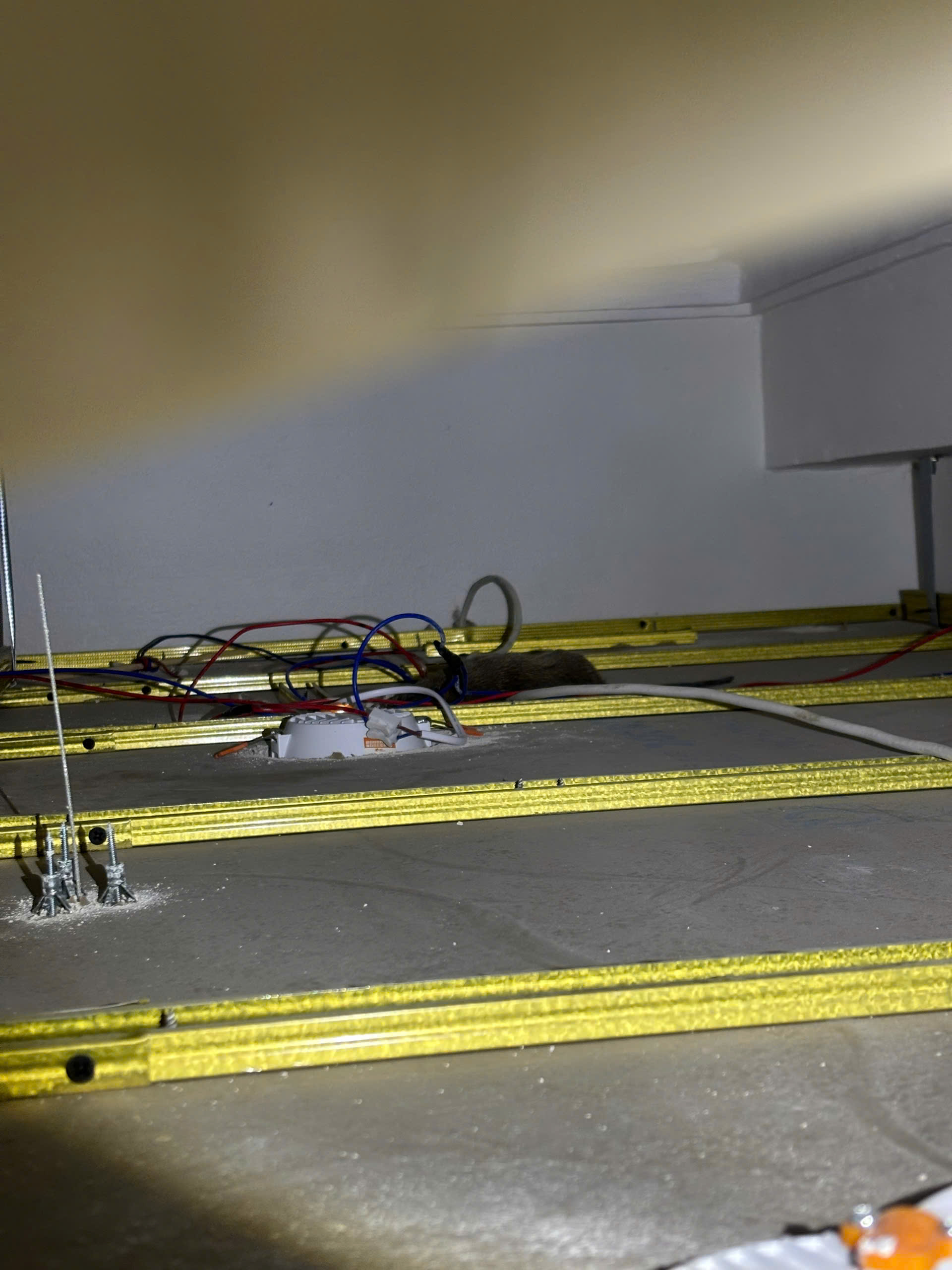 tìm xác chuột chết hà nội